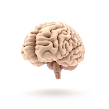 3D glossy brain rendering isolated on white background