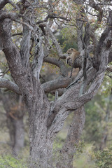 Leopard resting on a tree in the wilderness of Africa