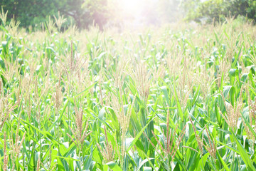 Abstract blurred background of corn field at sunset in green nature