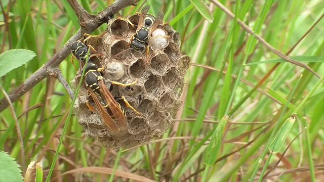 Heide-Feldwespe (Polistes nimpha) K&ouml;nigin versorgt Brut