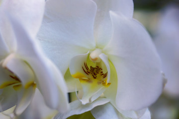 the core of the white Orchid closeup