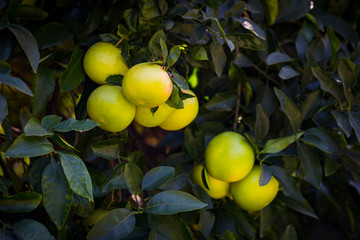 Fruits of citrus orange tree branches close up shot.