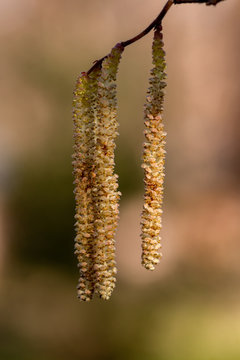 Bl&uuml;te Haselnusstrauch