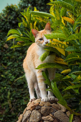 Beautiful Yellow Cat Portrait in Nature