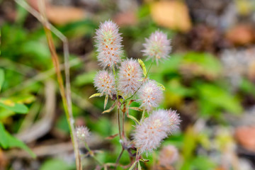 Hare's-foot clover (or rabbitfoot, stone, oldfield clover) - a flowering plant in the bean family Fabaceae