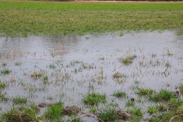 Eine überschwemmte Wiese nach Regen Unwetter Sturm Gewitter