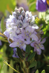 flowers in garden