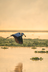 A great Heron flying over a lake with a fish in its mouth during beautiful sunrise