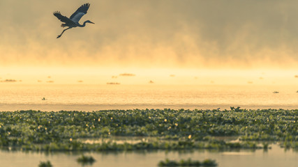 A Silhouette of a heron bird flying over a lake during beautiful sunrise and mist rising over water