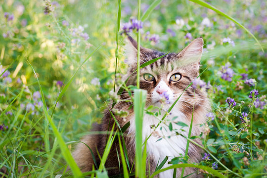 portrait of a norvegian forest cat in the tall grass and purple wild flowers