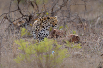 Leopard in the wilderness of Africa