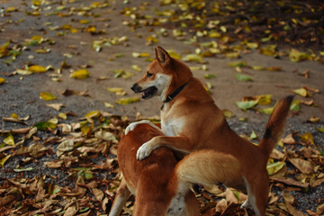 Two happy dogs playing together over fallen leaves in autumn.
