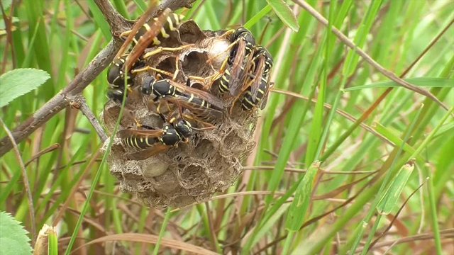 Heide-Feldwespe (Polistes nimpha) K&ouml;nigin landet auf Nest