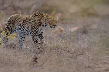 Leopard in the wilderness of Africa