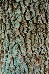 Naklejka premium Rinde Eiche Baum Wald Struktur Oberfläche Natur Borke Risse rauh grau grün Moos Flechte abstrakt Iserlohn Sauerland Deutschland Stadtwald