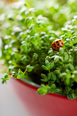 Obraz na płótnie Canvas Ladybug on young sprouts of watercress, close-up, selective focus. Bright spring photo with seedlings and a ladybug. Microgreen close-up.