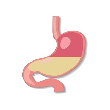 Cartoon stomach illustrations for doctors.