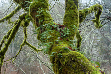 Fototapeta premium Selective focus on slanted moss covered tree branch in a forest in Washington