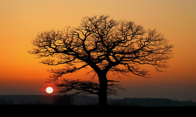 Old lonely oak at winter sunset