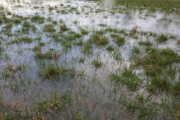 Eine überschwemmte Wiese nach Regen Unwetter Sturm Gewitter