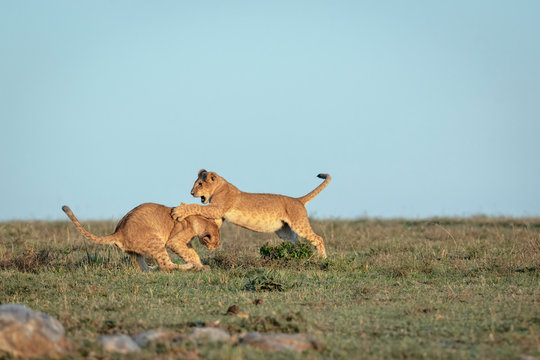Two lion cubs play fighting in the early morning sun.  Image taken in the Masai Mara, Kenya.