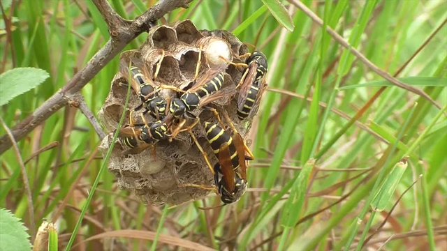 Heide-Feldwespe (Polistes nimpha) K&ouml;nigin und Arbeiterinnen versorgen Brut