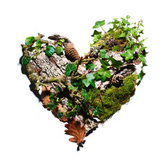 Amour de la nature et des arbres avec des plantes vivantes et écorces,  mousse,  pommes de pin, feuilles de chêne, lierre en forme de coeur, reforestation et réchauffement climatique, environnement
