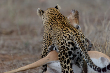 Leopard with a kill, leopard hunt impala, carcass
