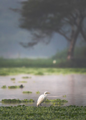 A Vertical shot of a egret bird sitting close to a lake in a marshy forest landscape, peace and serene with vivd colours of nature 