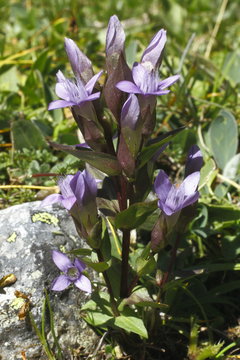 Feld- Enzian, Gentiana campestris ssp. campestris
