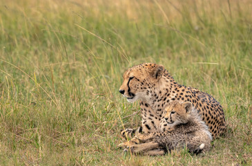 Mother cheetah and cub laying next to each other in the grass looking out at the savanna. Image taken in the Maasai Mara National Reserve, Kenya.