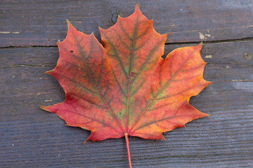 Naklejka na ściany i meble colorful maple leaf in fall
