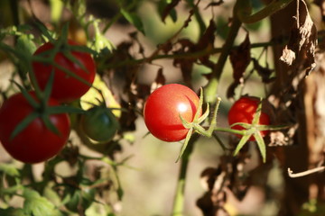 cherry tomato