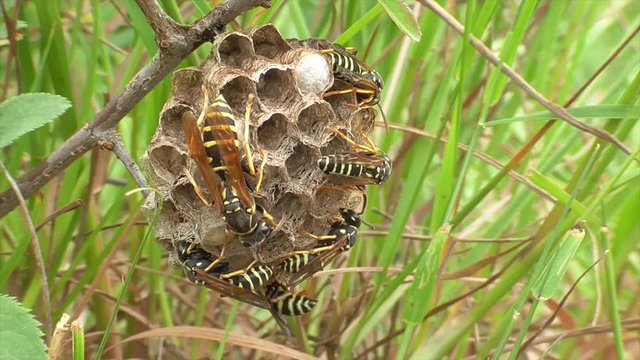 Heide-Feldwespe (Polistes nimpha) K&ouml;nigin und Arbeiterinnen versorgen Brut