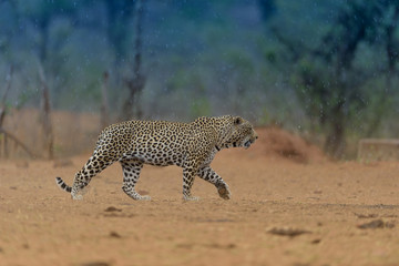 Leopard in the wilderness of Africa