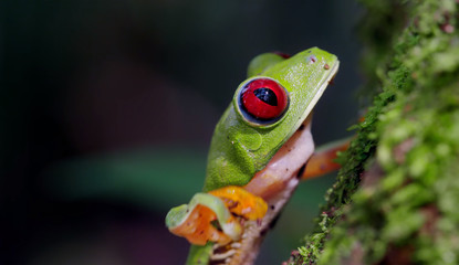 Tree frogs, or tree frogs (lat. Hylidae is a family of tailless amphibians, one of the largest among amphibians.