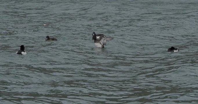 (Aythya fuligula) Reiherenten treten in gro&szlig;en Gruppen Reiherenteauf Wasser Nahrung suchen zwischen Wellen im Winter von Tegernsees im kleine Hafen von Rottach-Egern Oberbayern