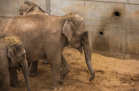 Blackpool, England, 28/01/20 Indian Elephant Walking Around Its Pen Kept Captive In Blackpool Zoo, The Type And Nationality Of The Huge Animal Shown By Shape And Size Of The Ear Looking Very Happy