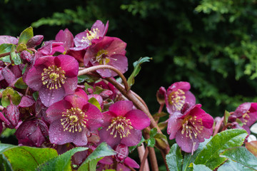 Selective focus close up of pink hellebore or Lenten Rose flowers in a shady garden