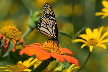 Monarch butterfly on Tithonia diversifolia or Mexican sunflower. The monarch is a milkweed butterfly in the family Nymphalidae and is threatened by severe habitat loss in much of the USA. 