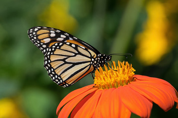 Monarch butterfly on Tithonia diversifolia or Mexican sunflower. The monarch is a milkweed butterfly in the family Nymphalidae and is threatened by severe habitat loss in much of the USA. 