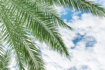 Palm branches of a tropical beach. Background. Place for text