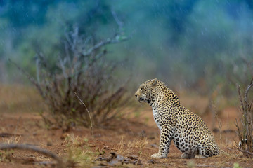 Leopard in the wilderness of Africa