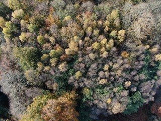 An aerial view looking straight down on a forest of the trees in the autumn.
