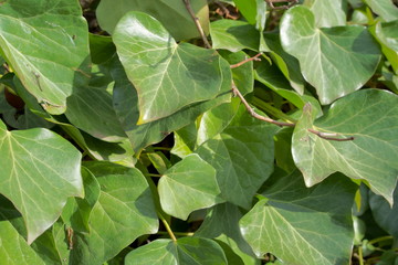green leaves