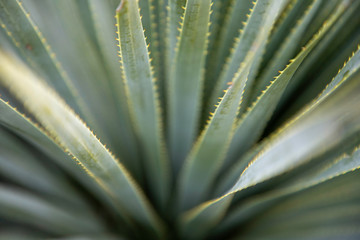 Naklejka na ściany i meble Close up of Sotol plant