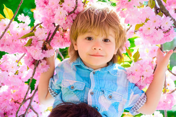 Obraz na płótnie Canvas Cute toddler in cherry bloom. Smiling toddler in cherry bloom. Cute happy kid boy on sunny day. Little child with blond hair in blue shirt smiling among pink blossoming flowers sakura. Sakura in park.