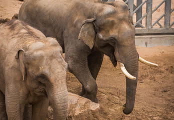 Blackpool, England, 28/01/20 Indian elephant walking around its pen kept captive in Blackpool zoo, the type and nationality of the huge animal shown by shape and size of the ear looking very happy