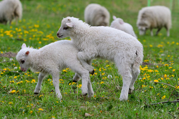 Obraz premium Die Ostpreußische Skudde mit Lamm 