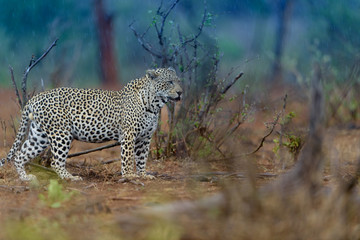 Leopard in the wilderness of Africa